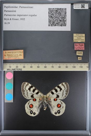 Media type: image;   Entomology 210247